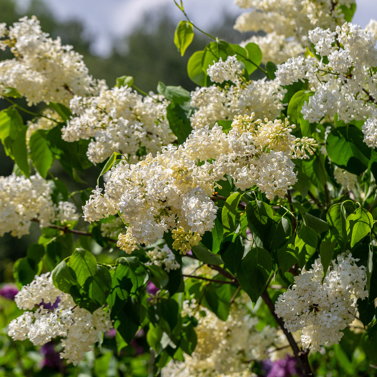 Lilas jaune - Syringa vulgaris Primrose - Bakker