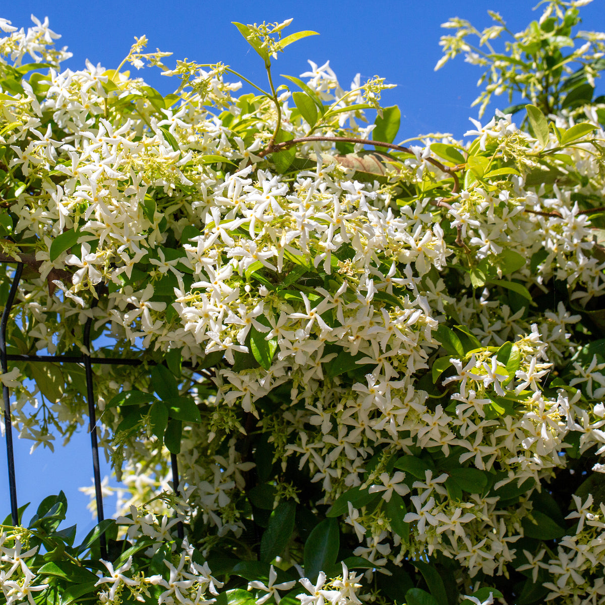 Vente Jasmin étoilé