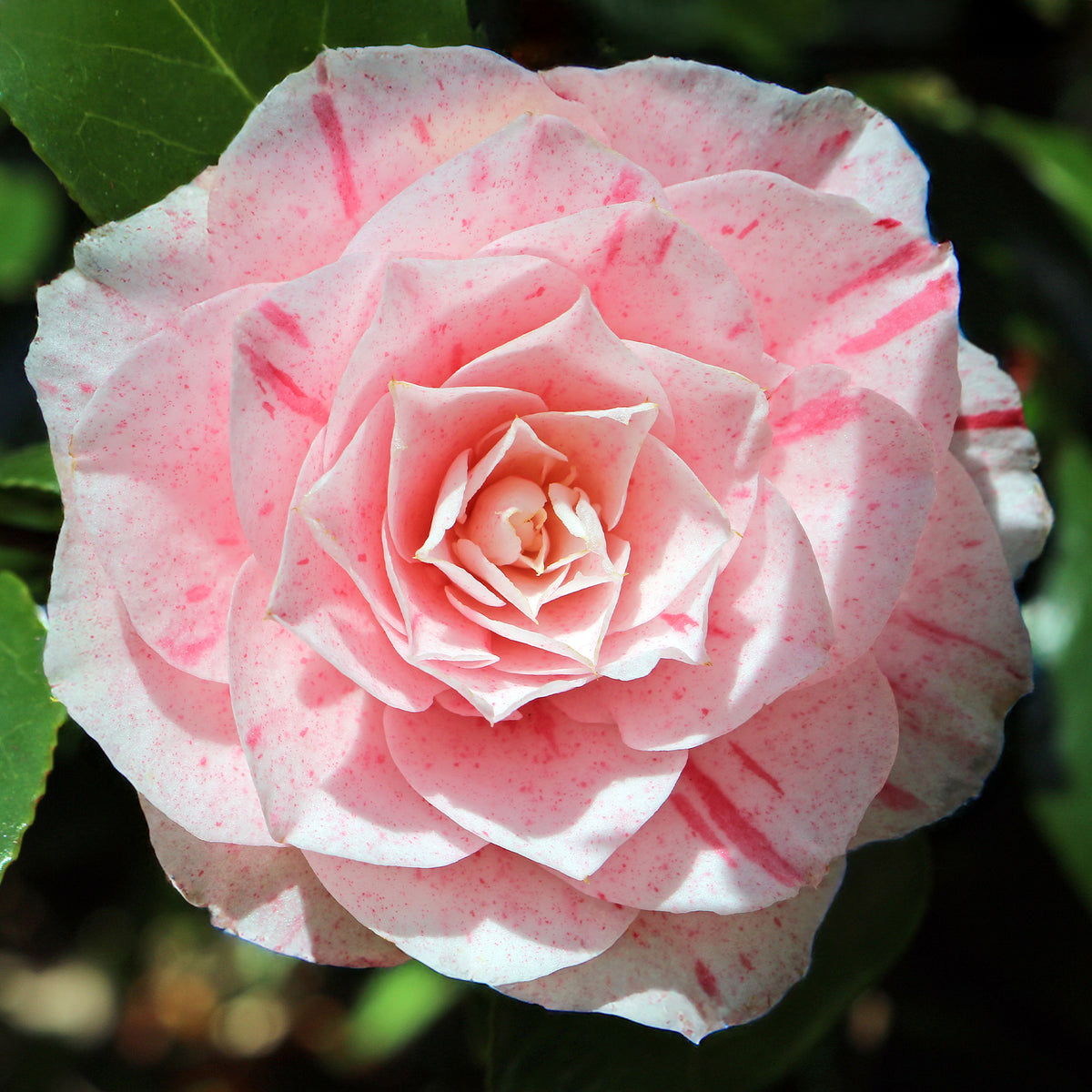 Camellia japonica william bartlett - Camélia bicolore - Camellia