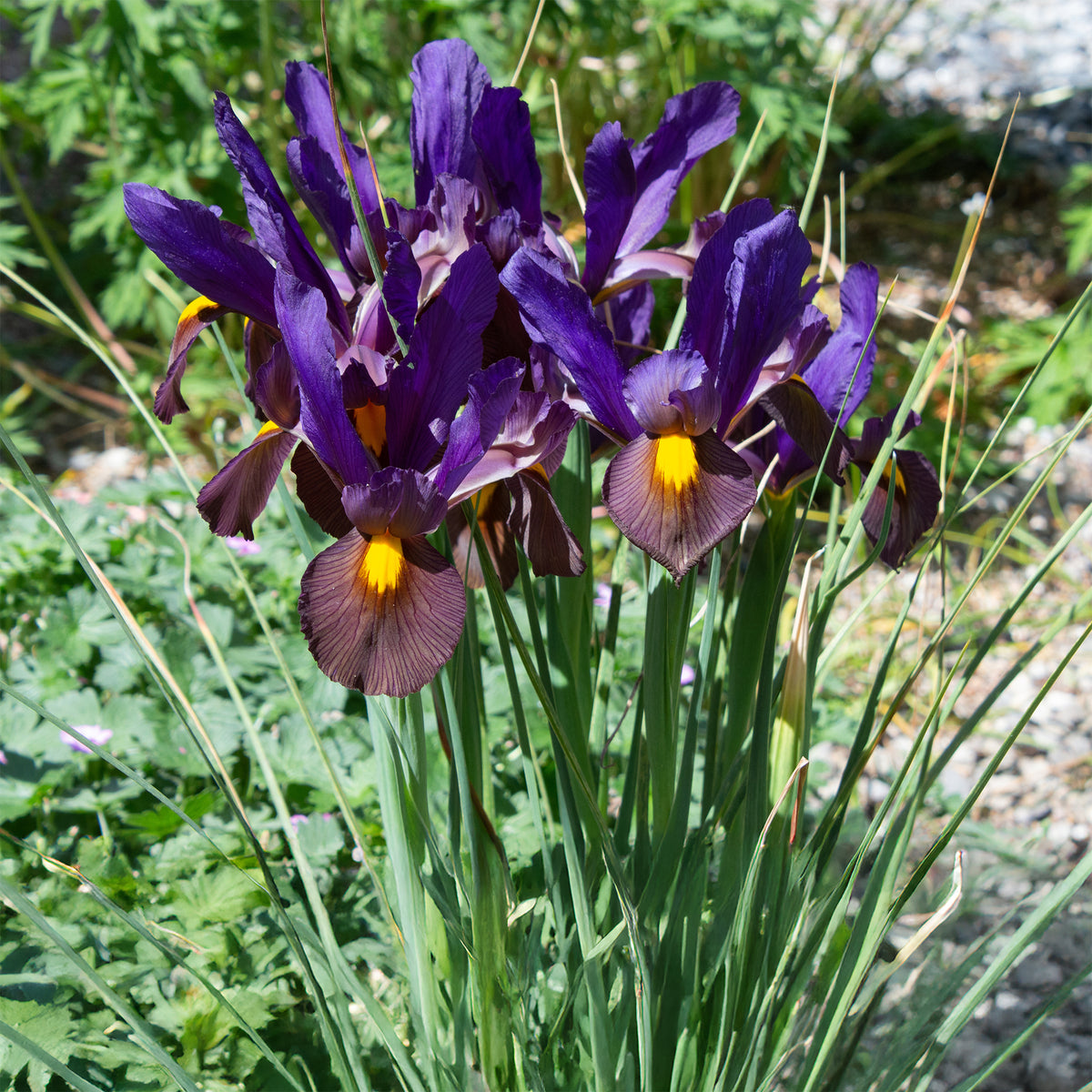 10 Iris de Hollande Tiger Eyes - Iris hollandica Tiger Eyes - Bakker