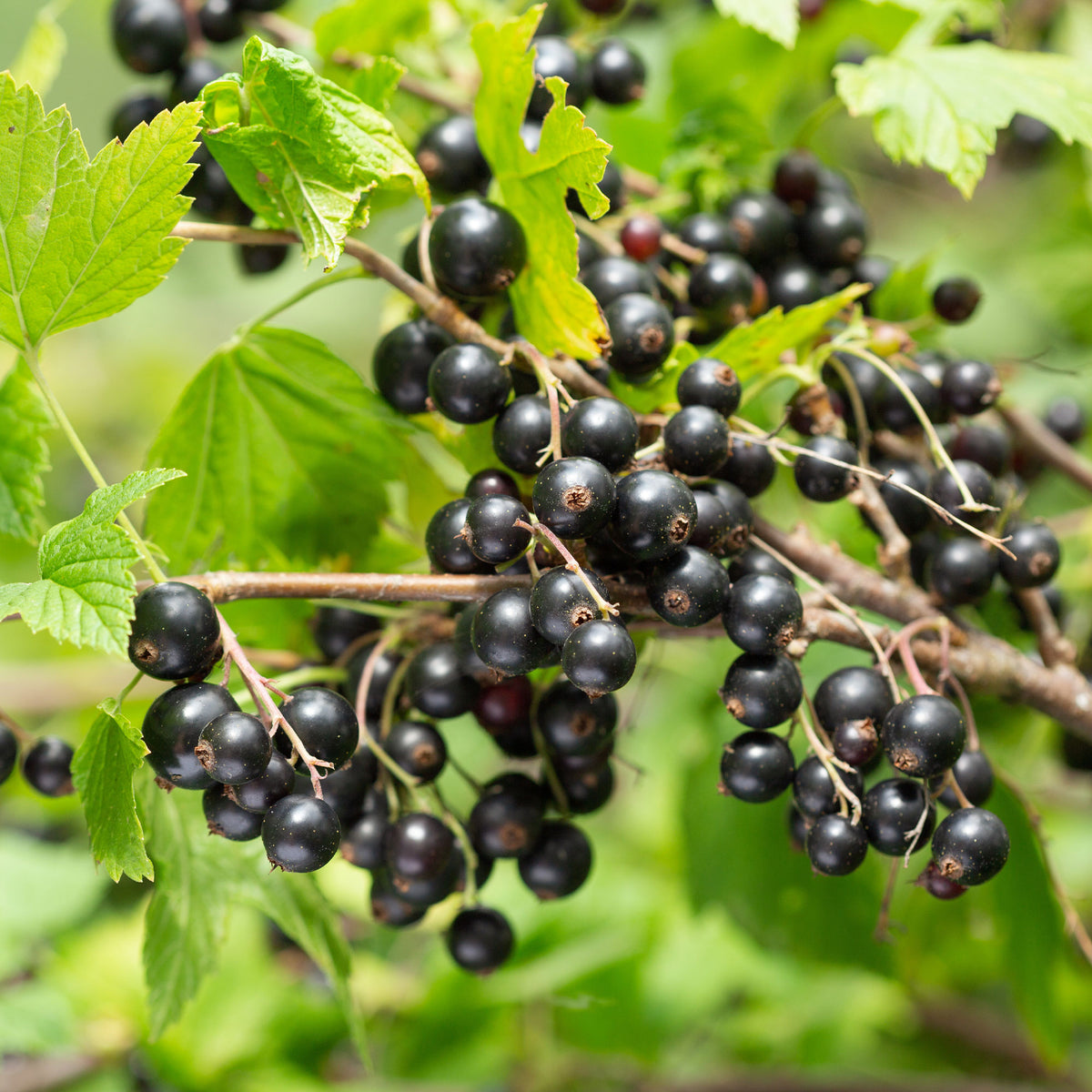 Ribes nigrum Titania - Cassissier sur tige - Cassissiers