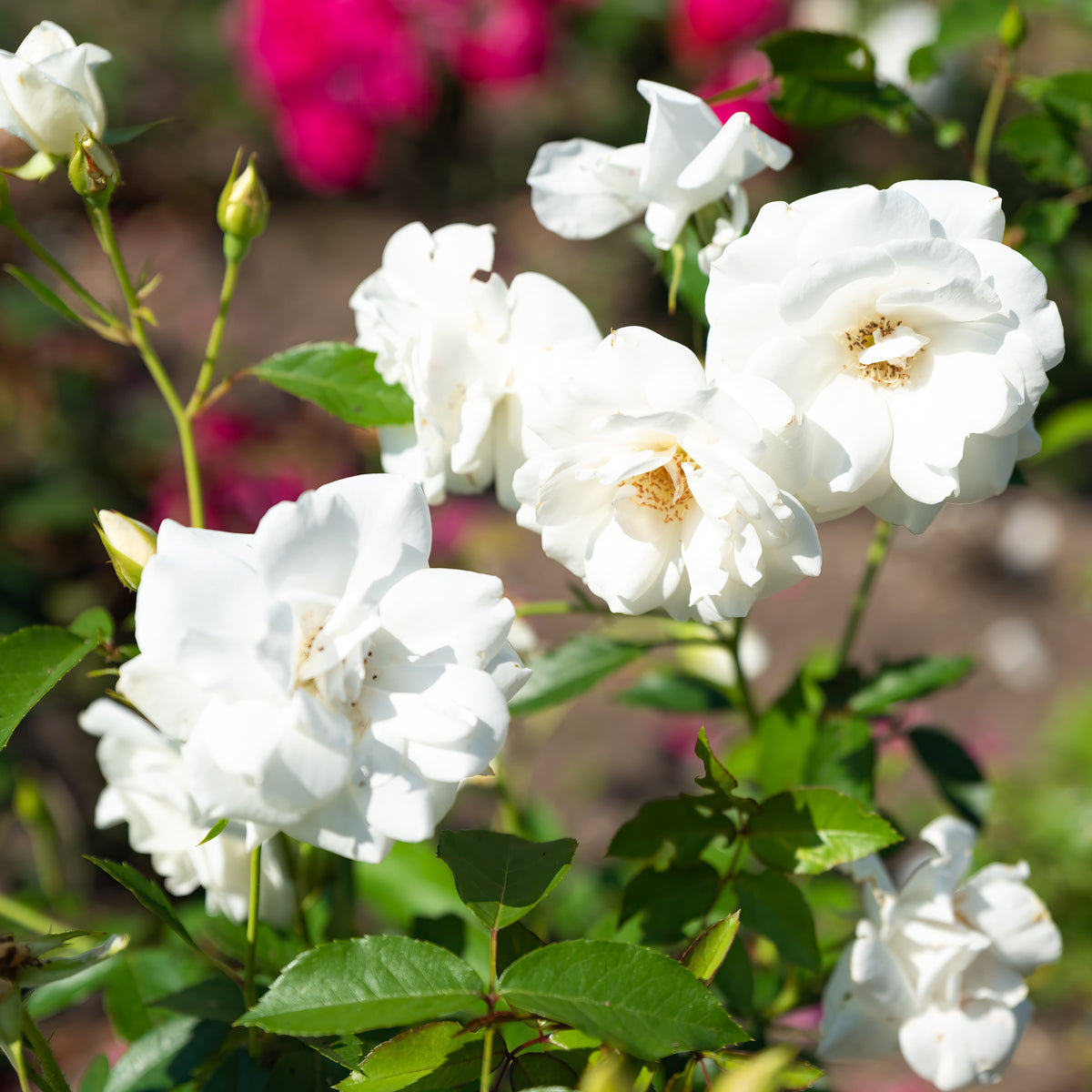 Vente Rosier à massif Iceberg - Rosa iceberg