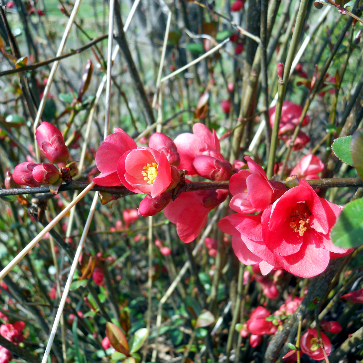 Cognassier du Japon Cido - Chaenomeles japonica Cido - Bakker