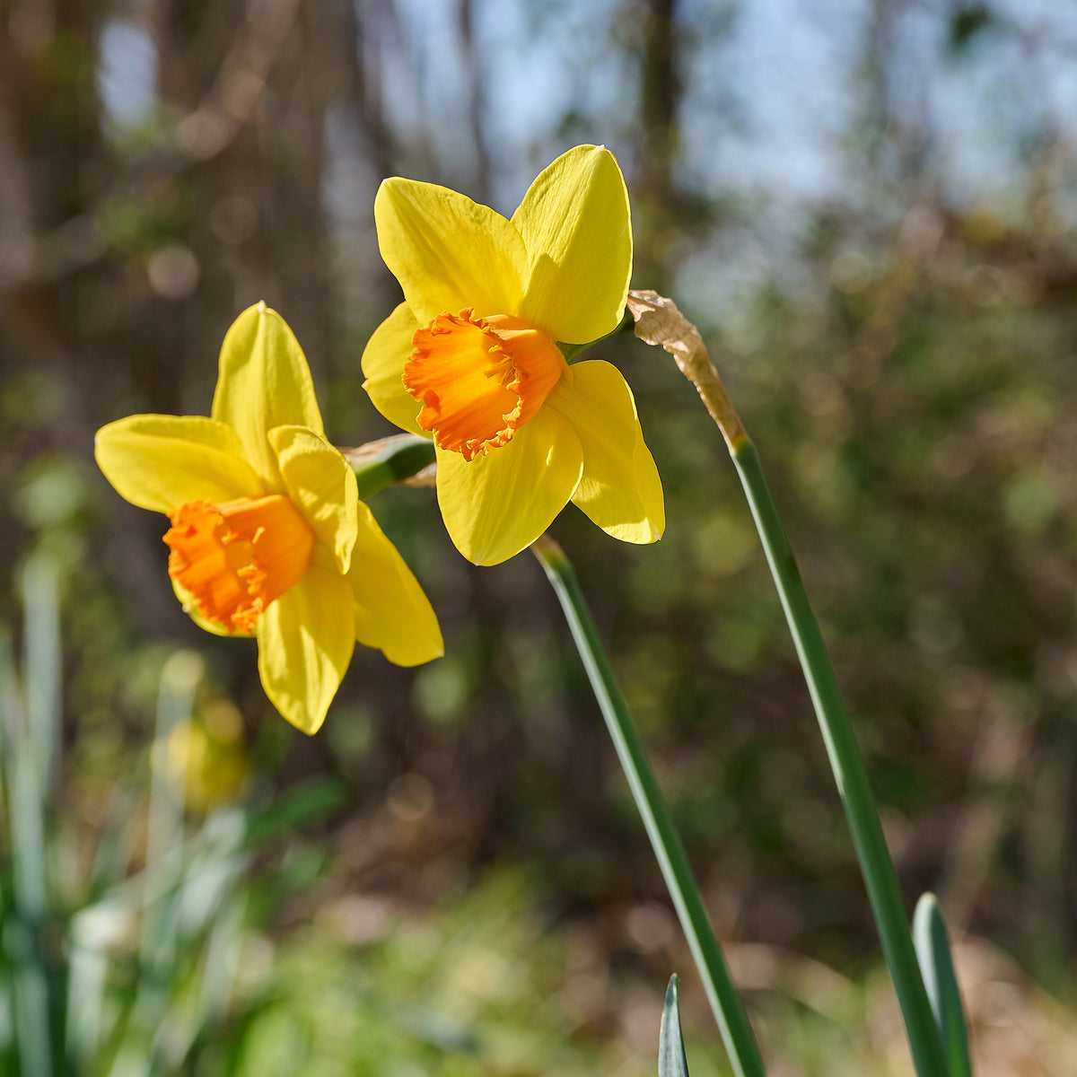 10 Narcisses Fortune - Narcissus fortune - Bakker