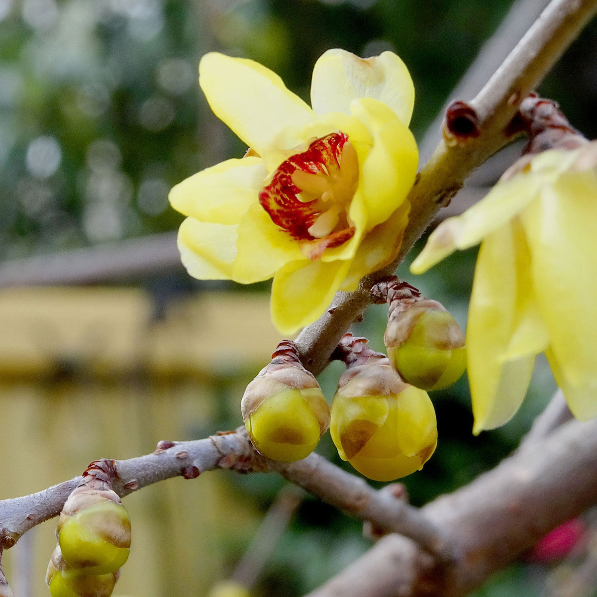 Chimonanthus praecox - Chimonanthe précoce - Arbustes