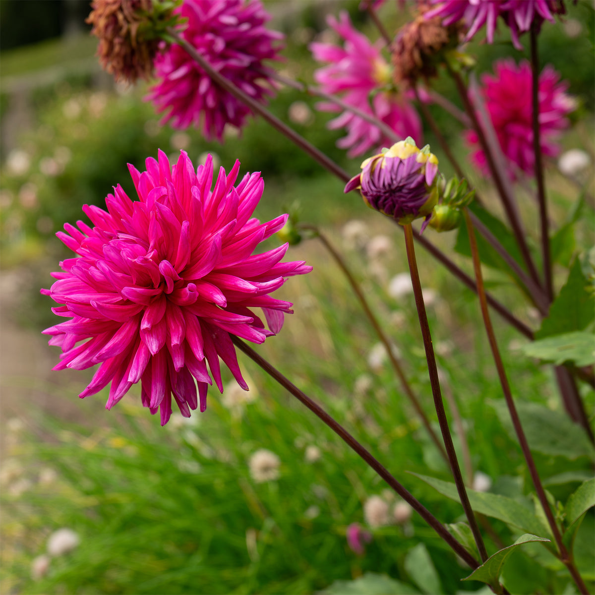Dahlia Purple Gem - 3 Dahlias cactus Purple Gem - Bulbes de Dahlia
