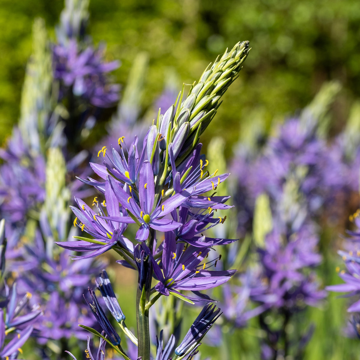 5 Camassias bleus - Bakker