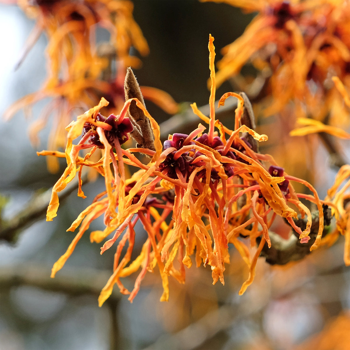 Hamamélis Aphrodite - Hamamelis x intermedia aphrodite - Bakker