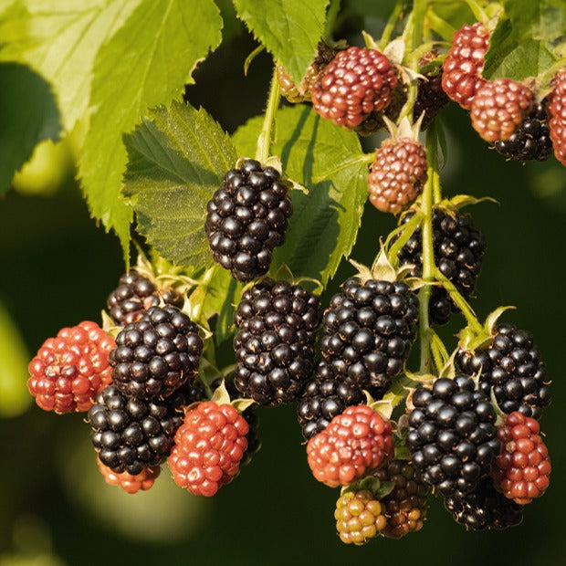 Mûrier Reuben - Rubus fruticosus reuben® - Bakker