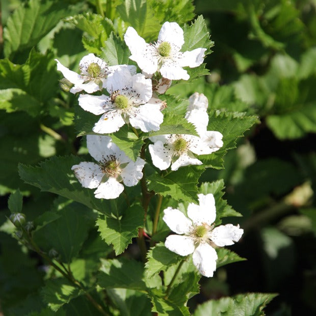 Rubus fruticosus reuben® - Mûrier Reuben - Mûriers