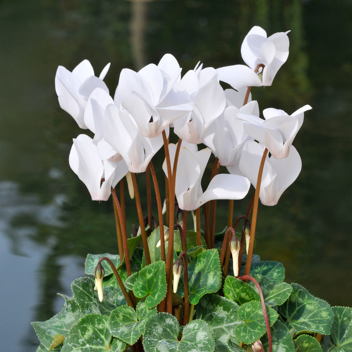 Cyclamen super série - 3 Cyclamens blancs - Plantes de terrasses et balcons