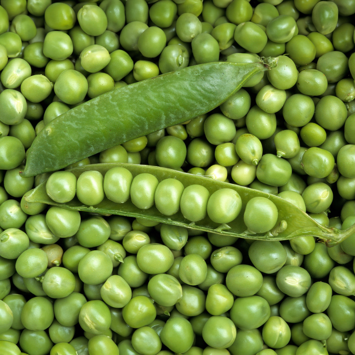 Pois rond nain Petit Provençal - Bakker