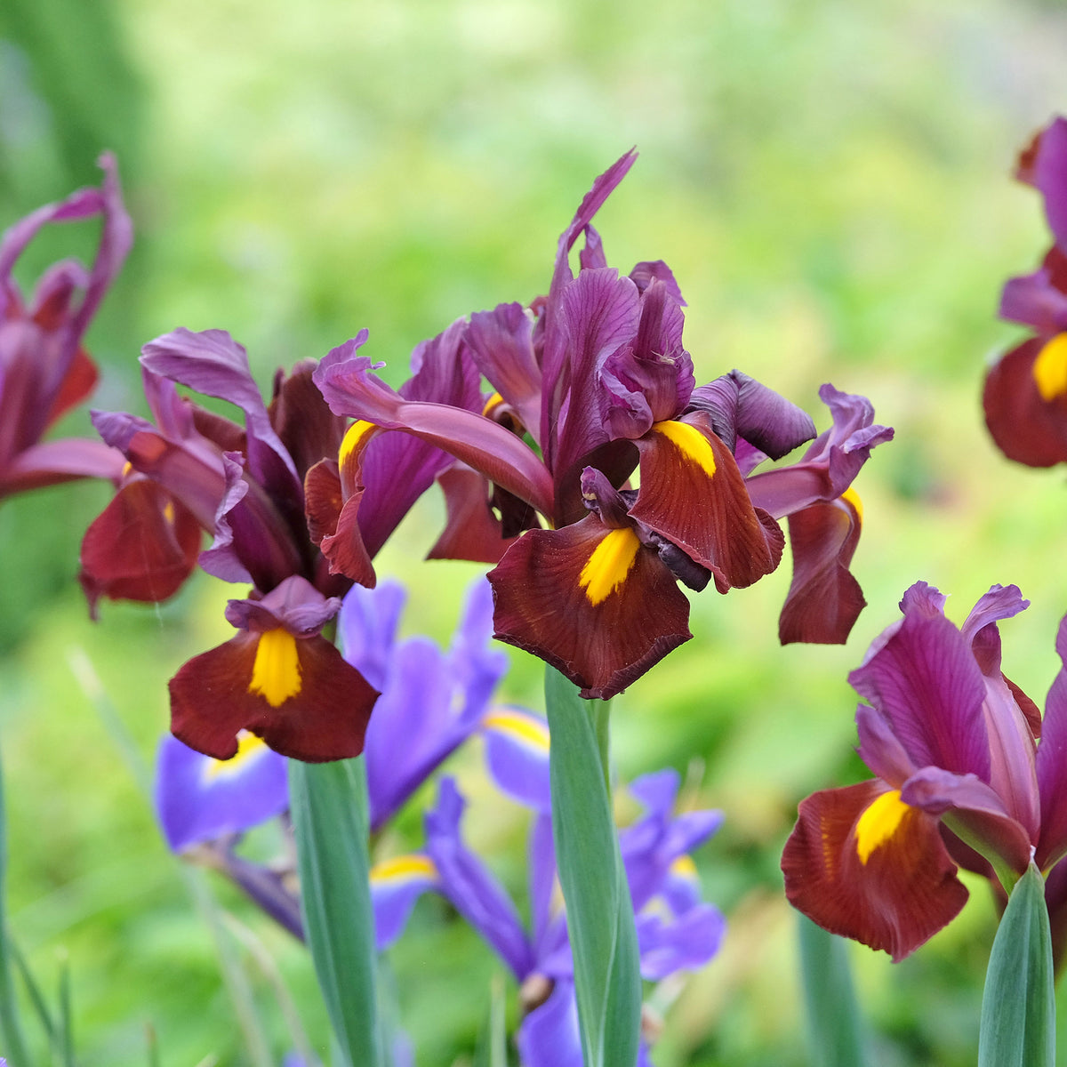 20 Iris de Hollande Braise rouge - Bakker