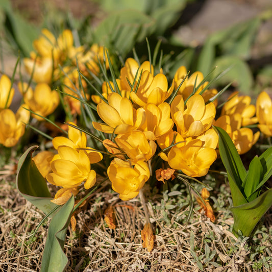 15 Crocus Mammouth jaune - Bakker