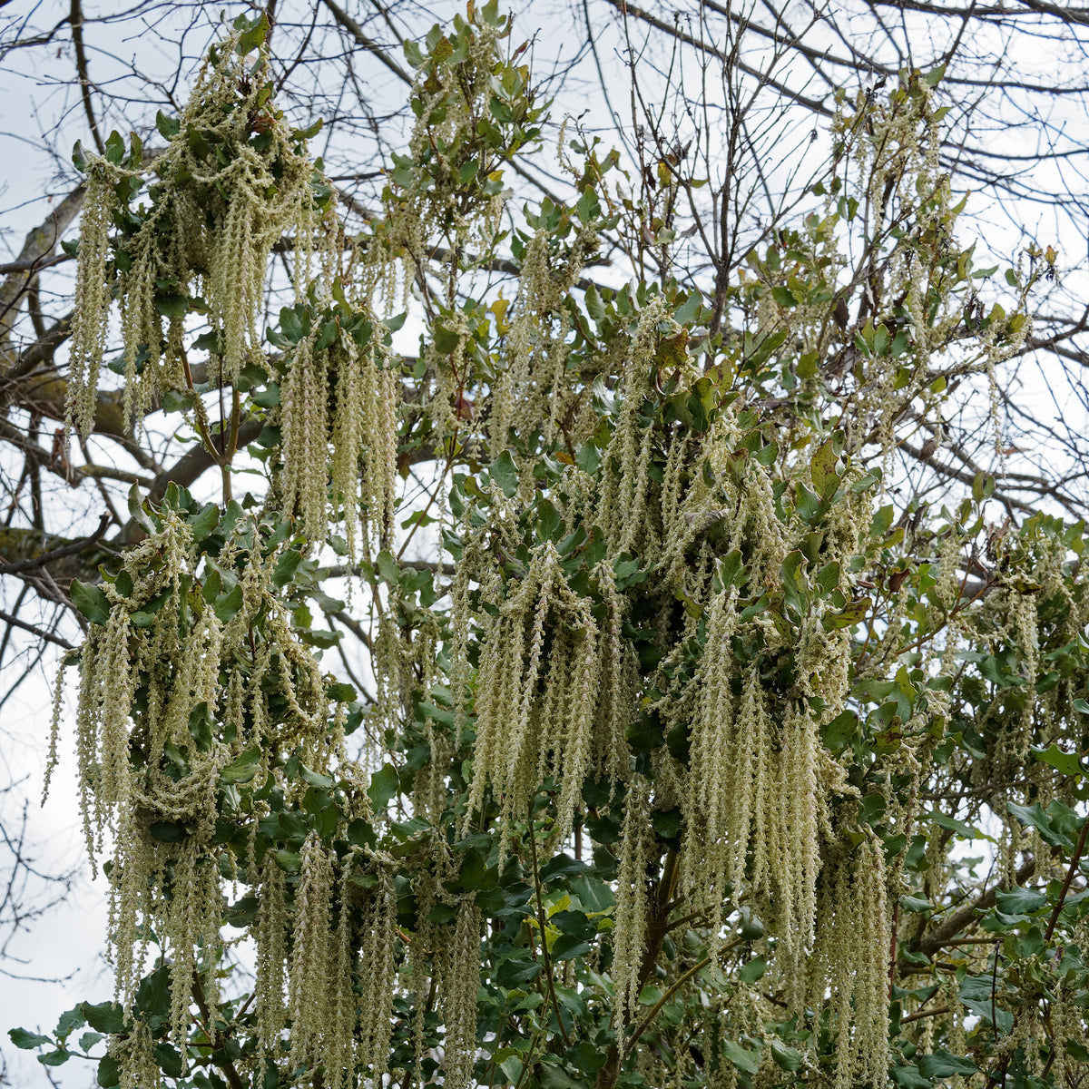 Plantes de terrasses et balcons - Garrya - Garrya elliptica