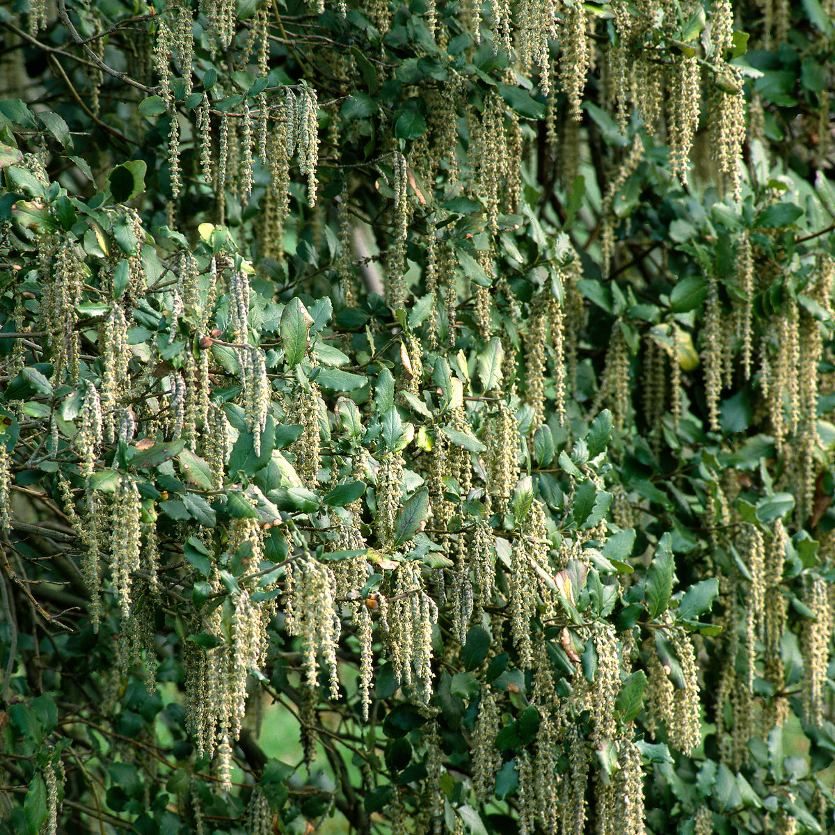Vente Garrya - Garrya elliptica