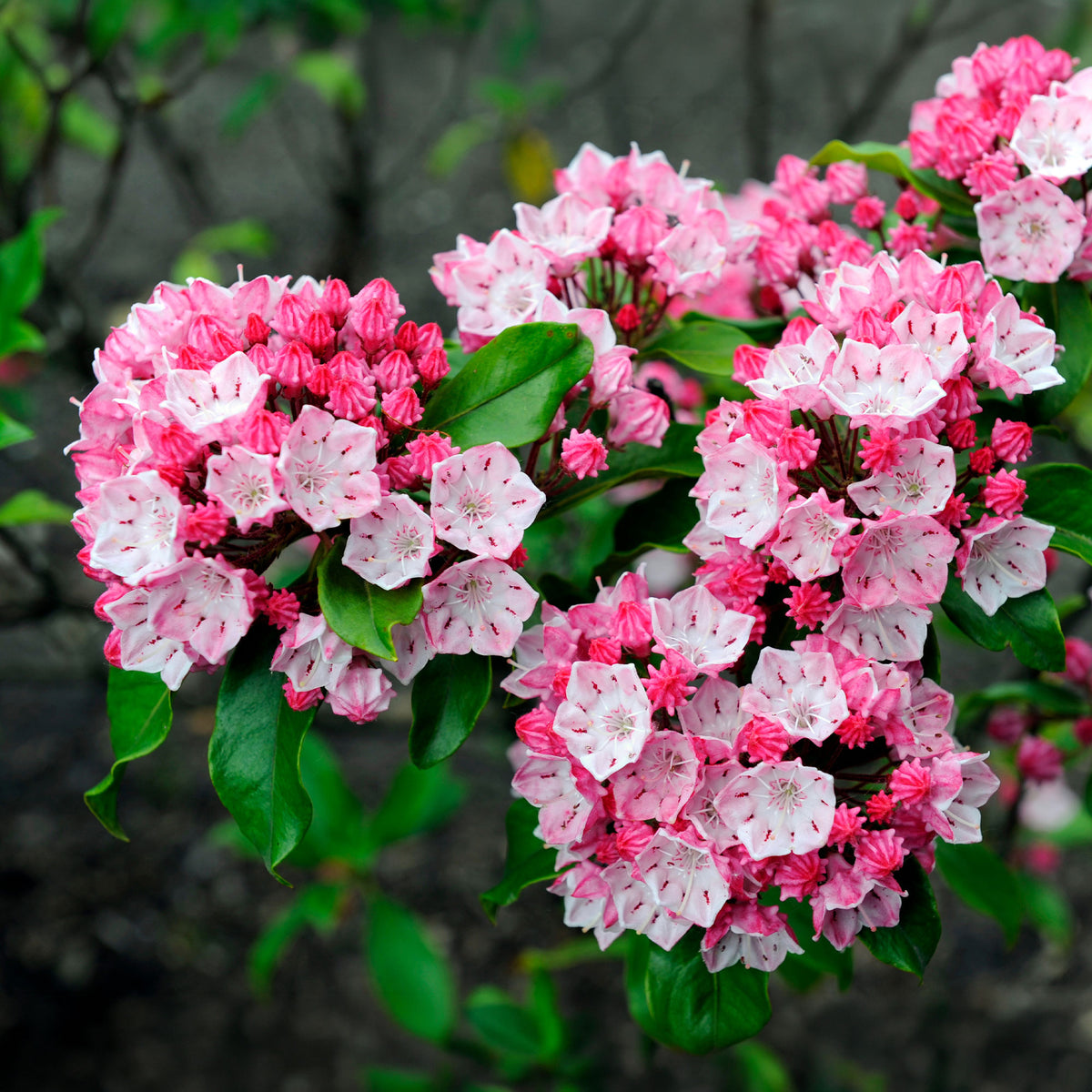 Plantes à feuillage persistant - Laurier des montagnes - Kalmia latifolia