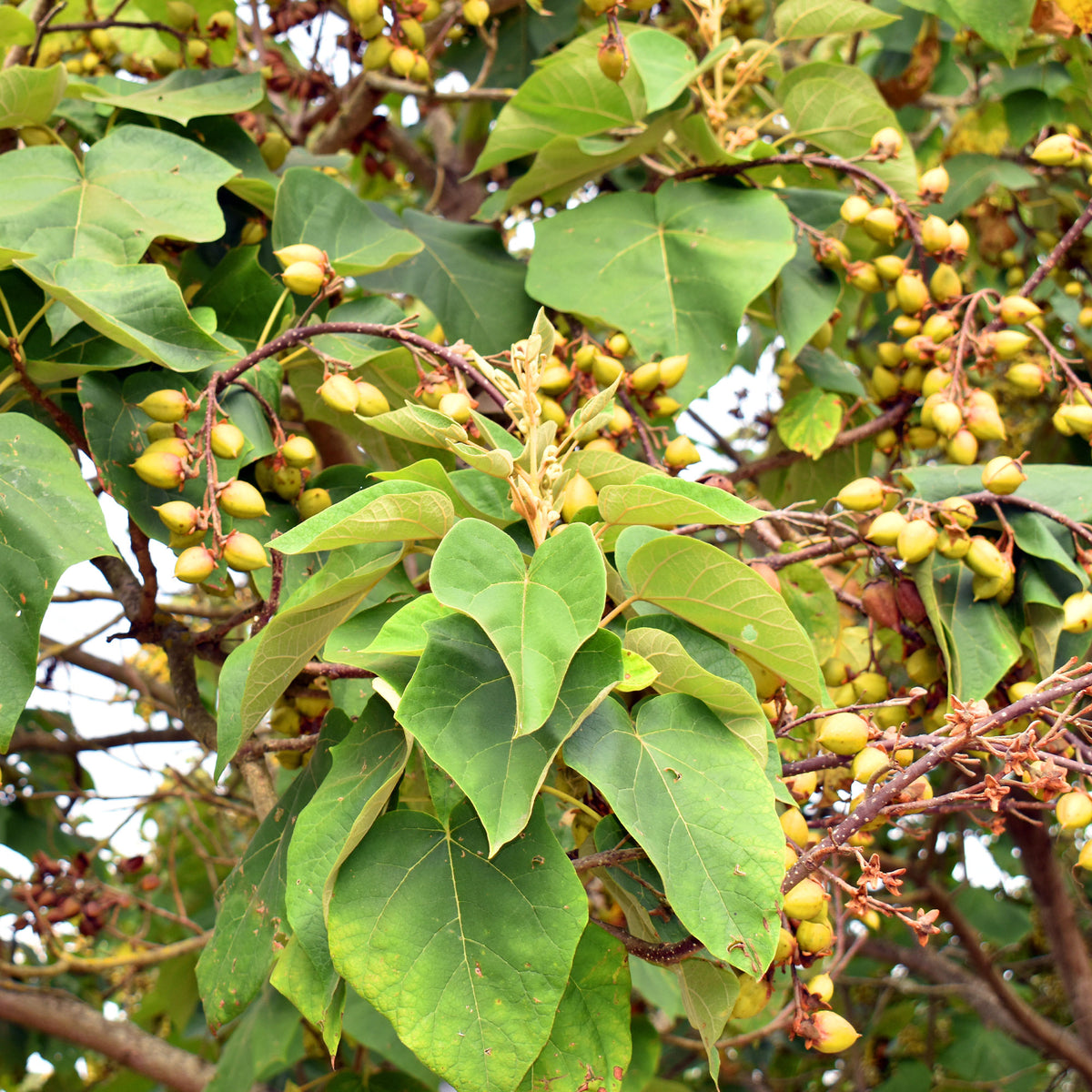 Vente L'Arbre impérial- Paulownia