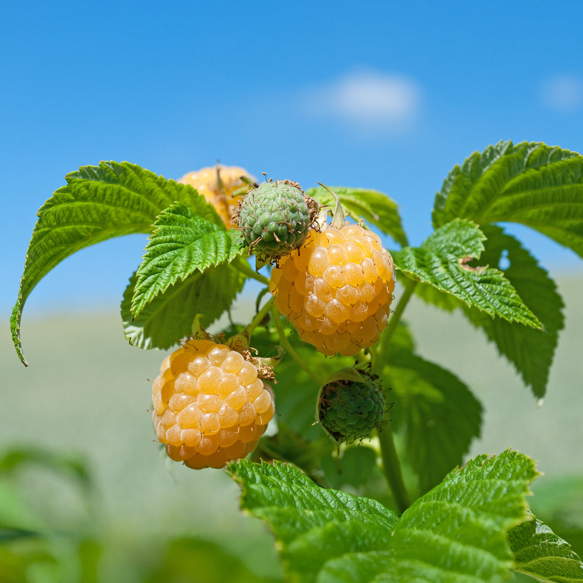 Rubus idaeus Fallgold - Framboisier remontant Fallgold - Framboisiers