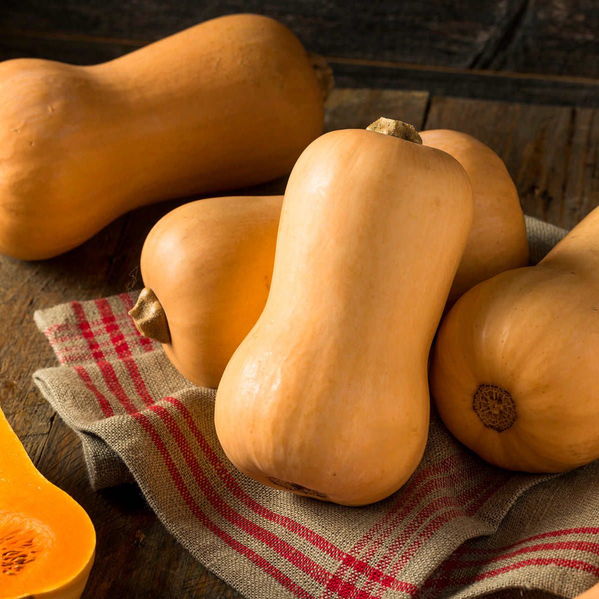 Courge Butternut Hercules F1