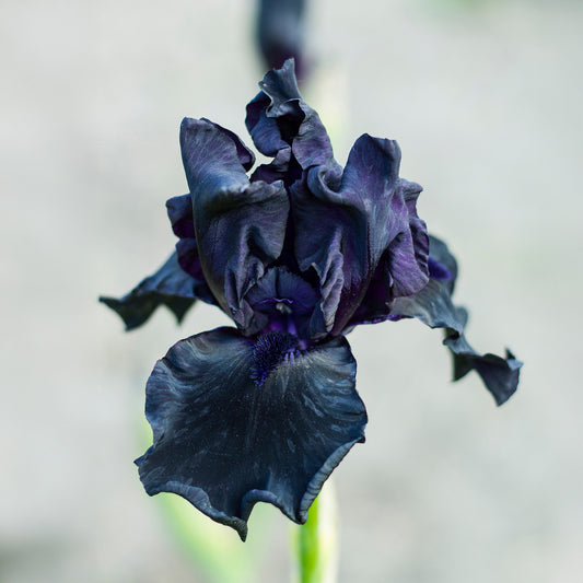 2 Iris de jardin Etude en Noir - Bakker