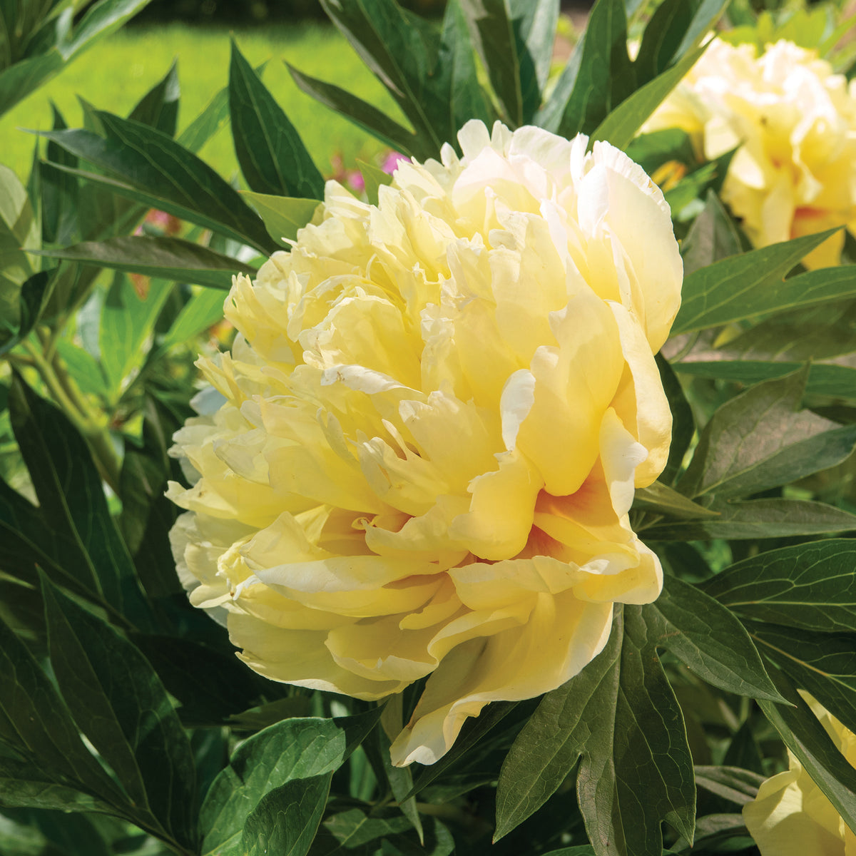 Pivoine Itoh Bartzella - Paeonia itoh bartzella - Bakker