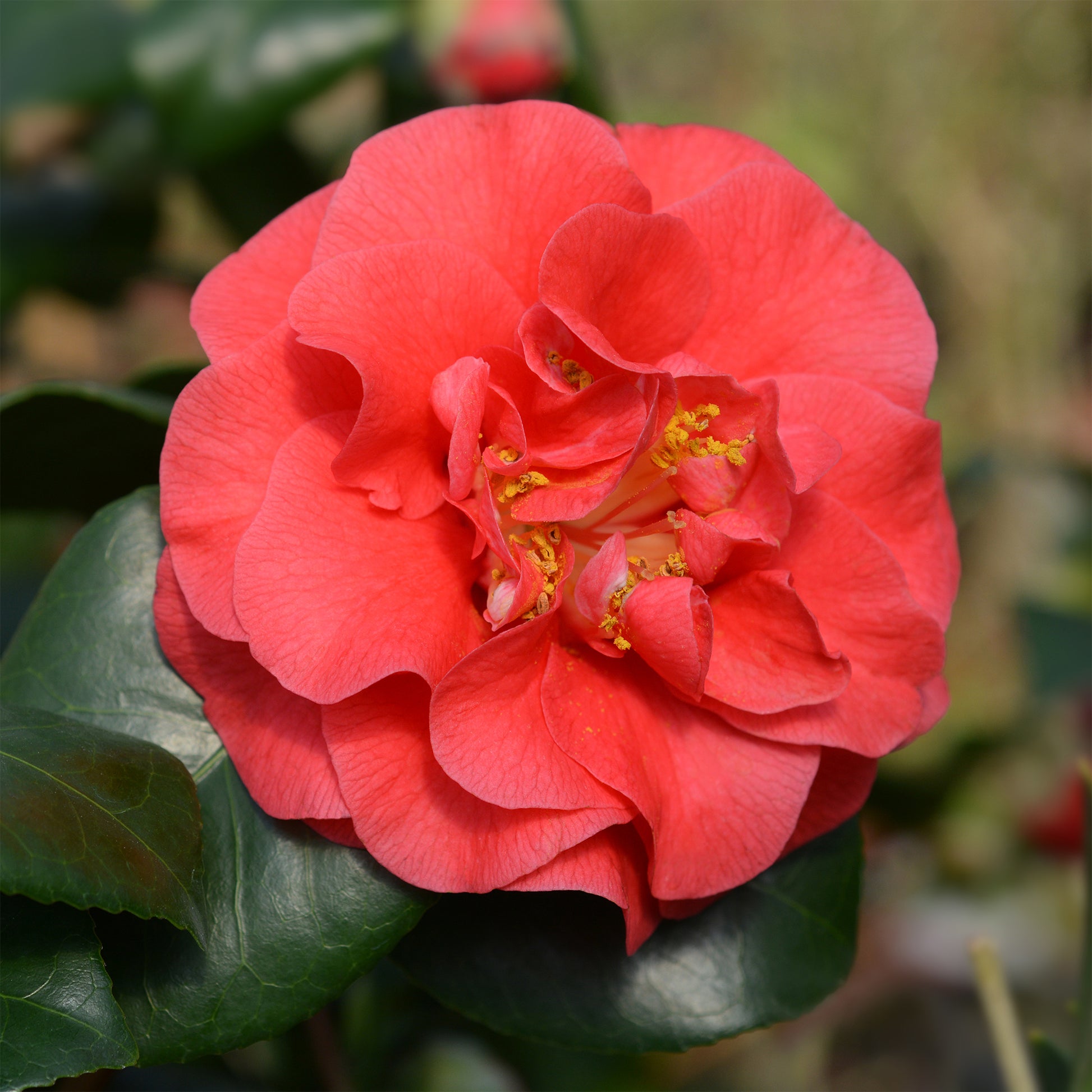 Vente Camélia du Japon à fleurs doubles rouge - Camellia japonica Lady Campbell