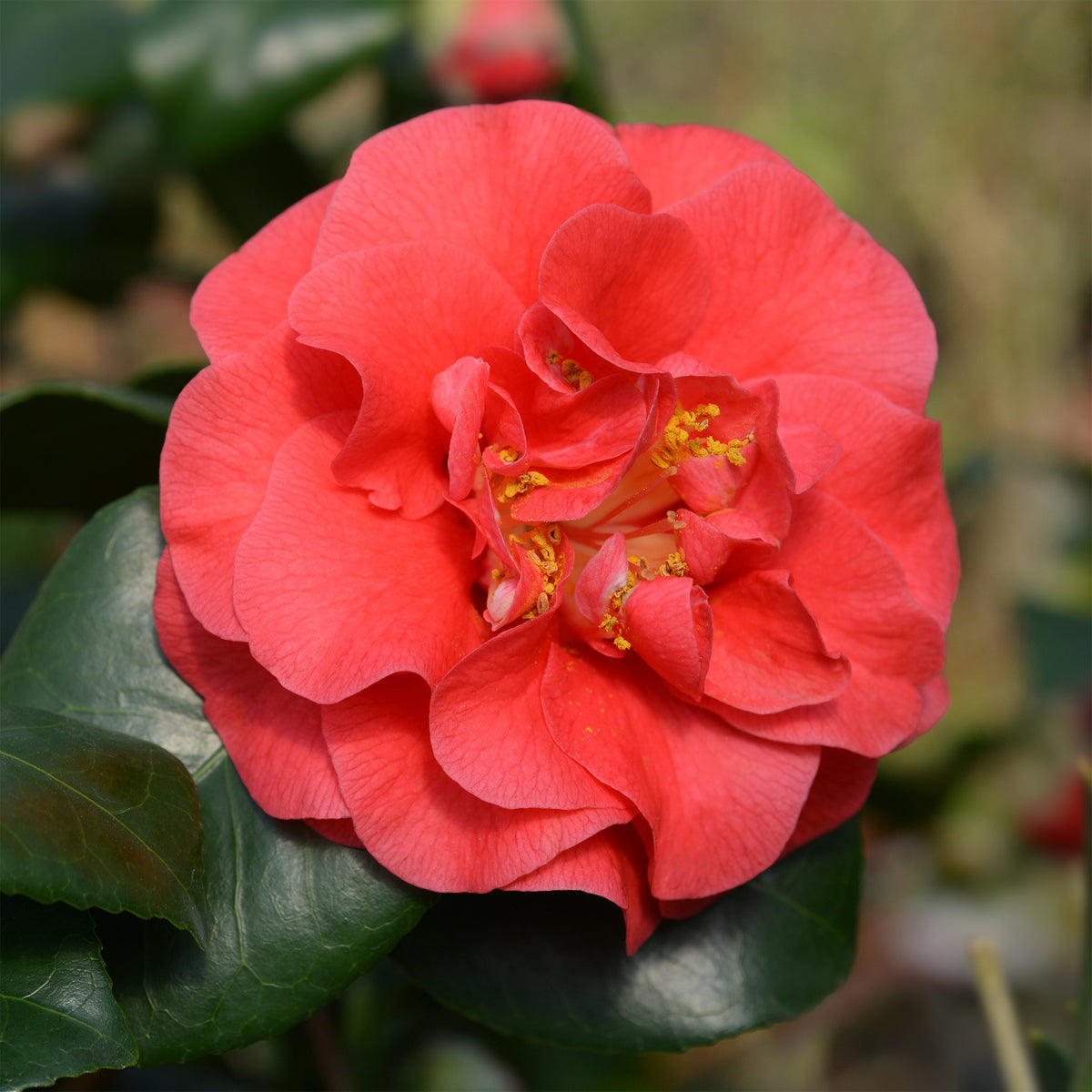 Vente Camélia du Japon à fleurs doubles rouge - Camellia japonica Lady Campbell