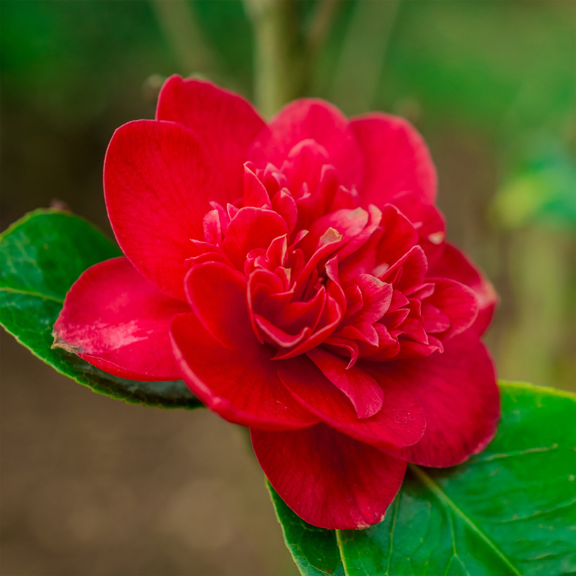 Camélia du Japon à fleurs doubles rouge - Camellia japonica Lady Campbell - Bakker