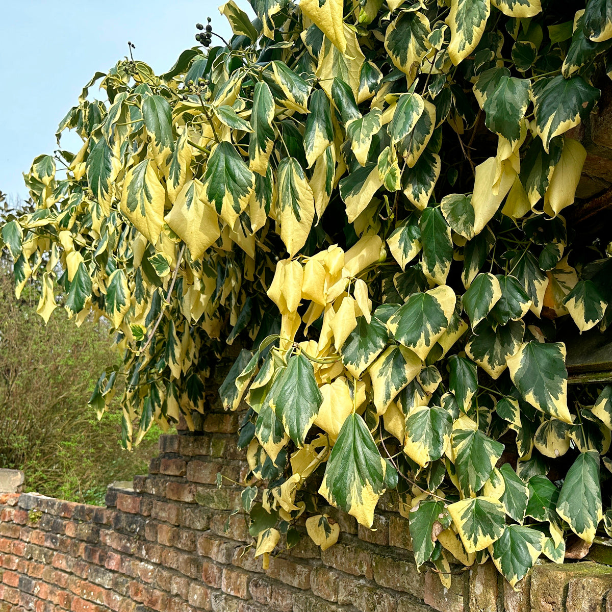 Lierre de Colchide panaché - Hedera colchica dentata variegata - Bakker