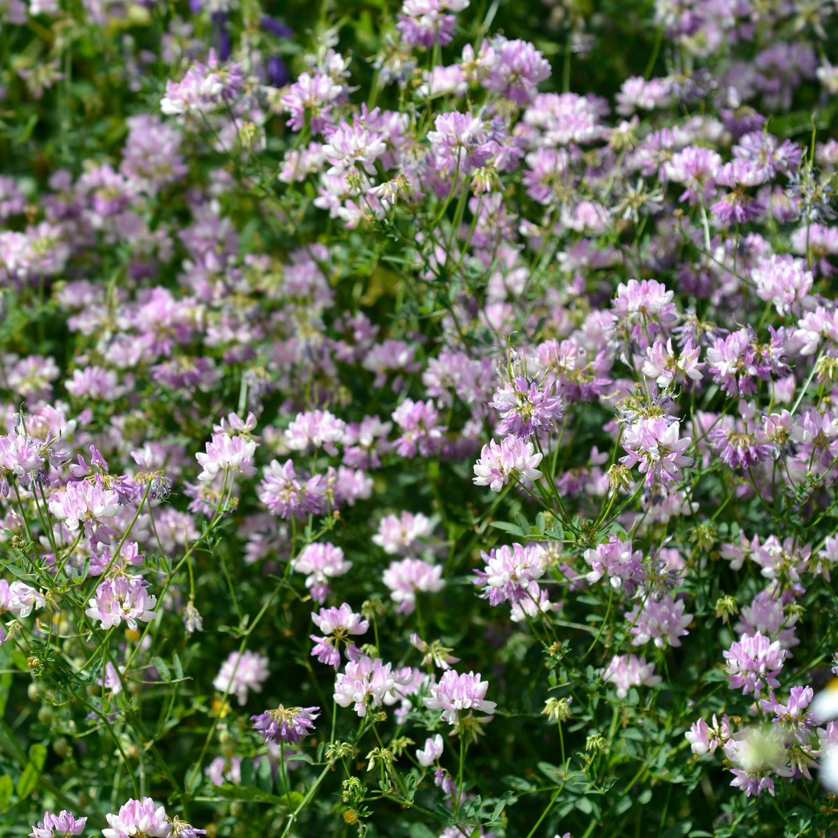 Coronilla varia - 2 Coronilles - Plantes vivaces