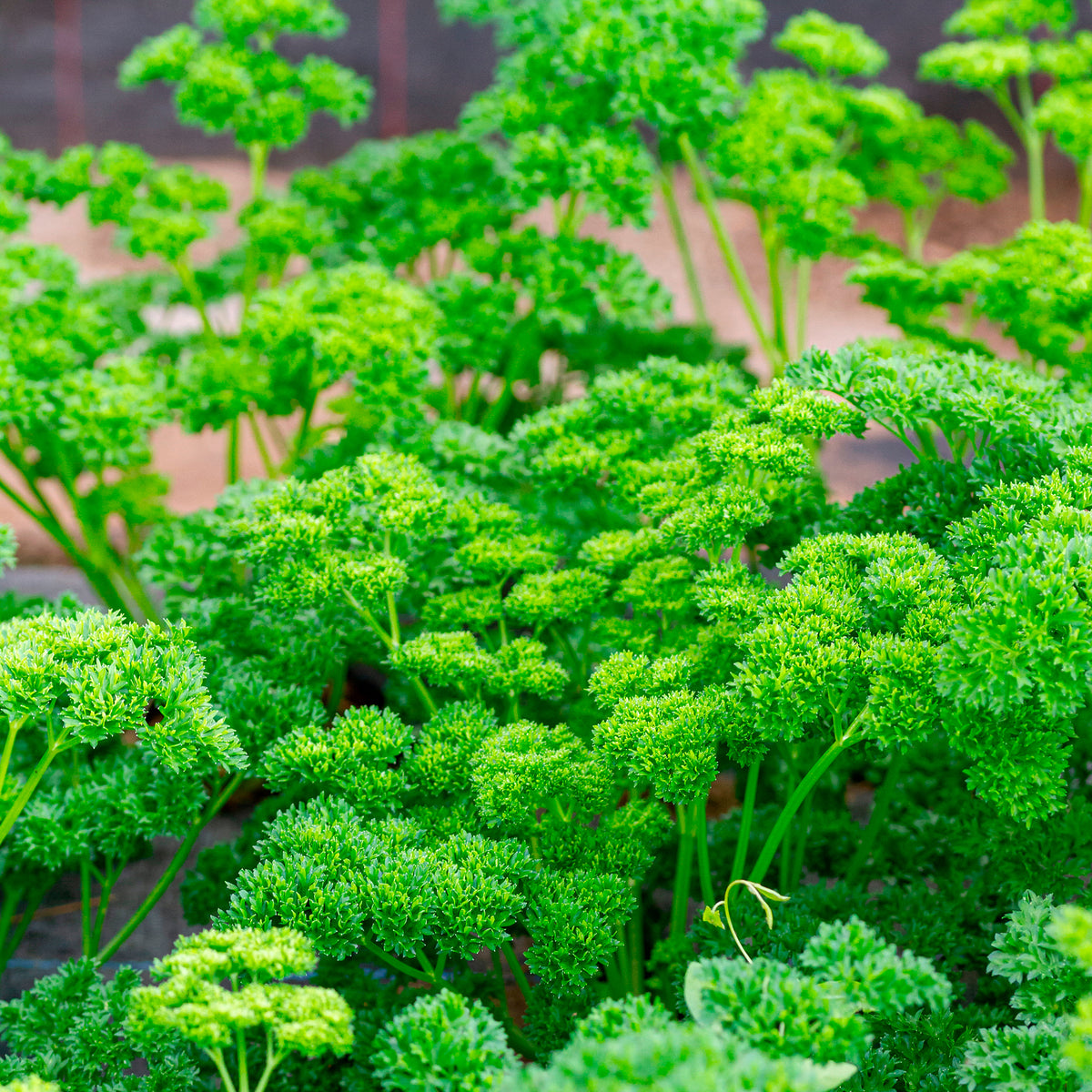 Plant Persil frisé - Petroselinum crispum - Bakker