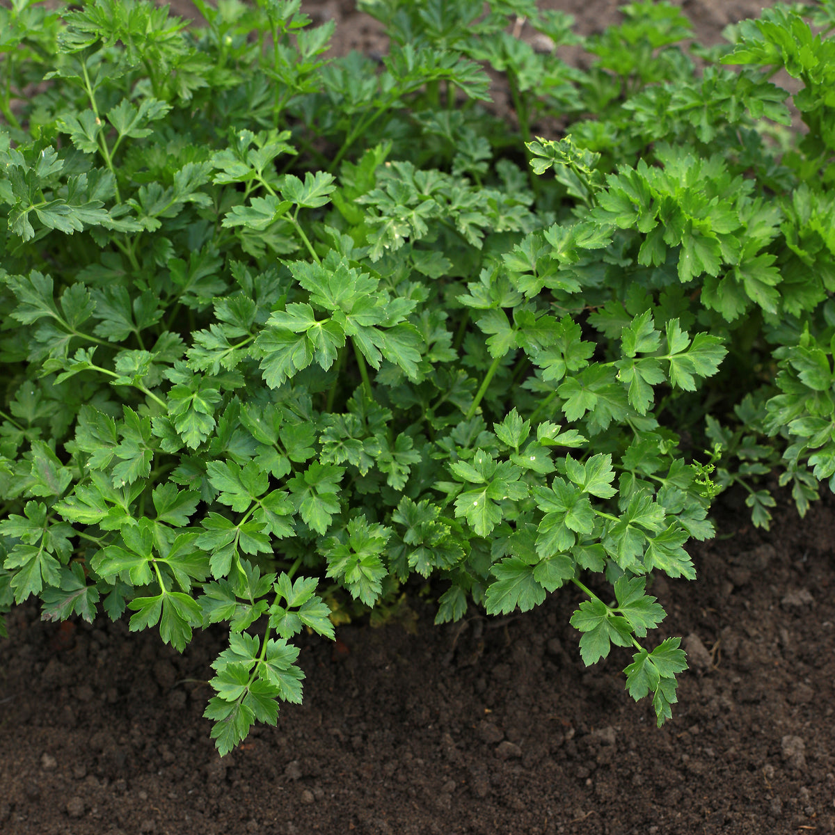 Persil - Plant Persil commun - Petroselinum crispum