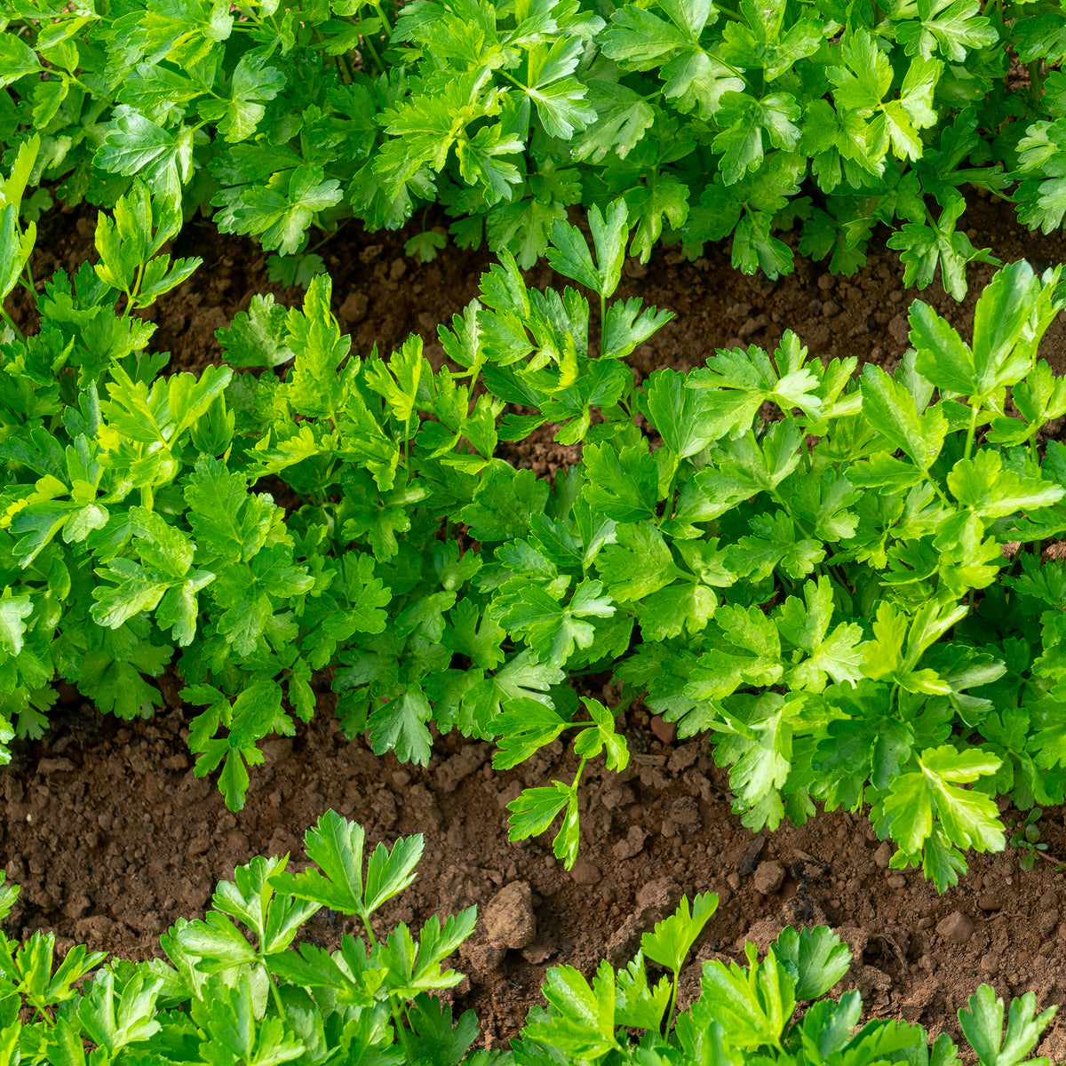 Petroselinum crispum - Plant Persil commun - Persil