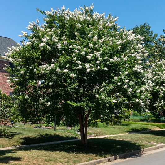 Lilas des Indes blanc - Bakker