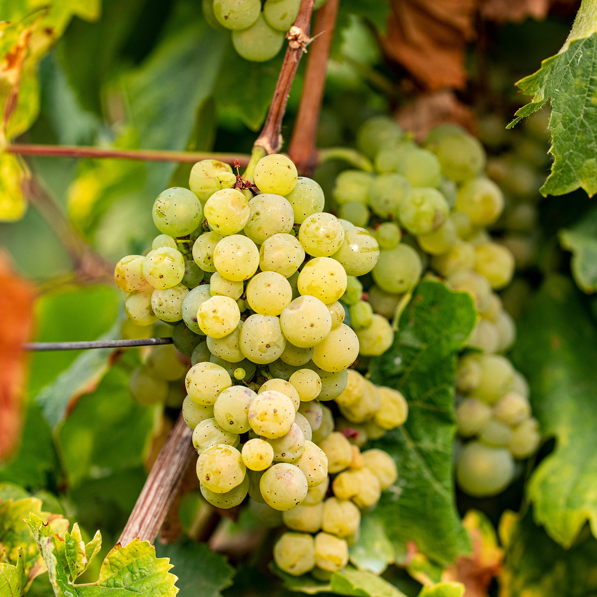 Vigne - Vigne Chardonnay - Vitis vinifera chardonnay