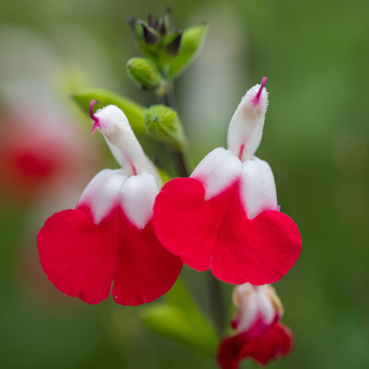 Sauge Hotlips - Salvia microphylla hotlips (grahamii) - Bakker