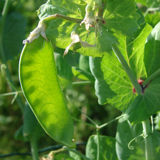 Pois mangetout Héraut - Bakker