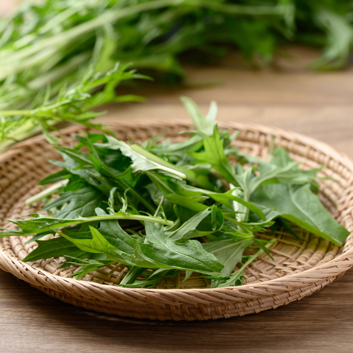 Brassica rapa japonica mizuna - Chou salade Japonais Mizuna Bio - Graines de choux