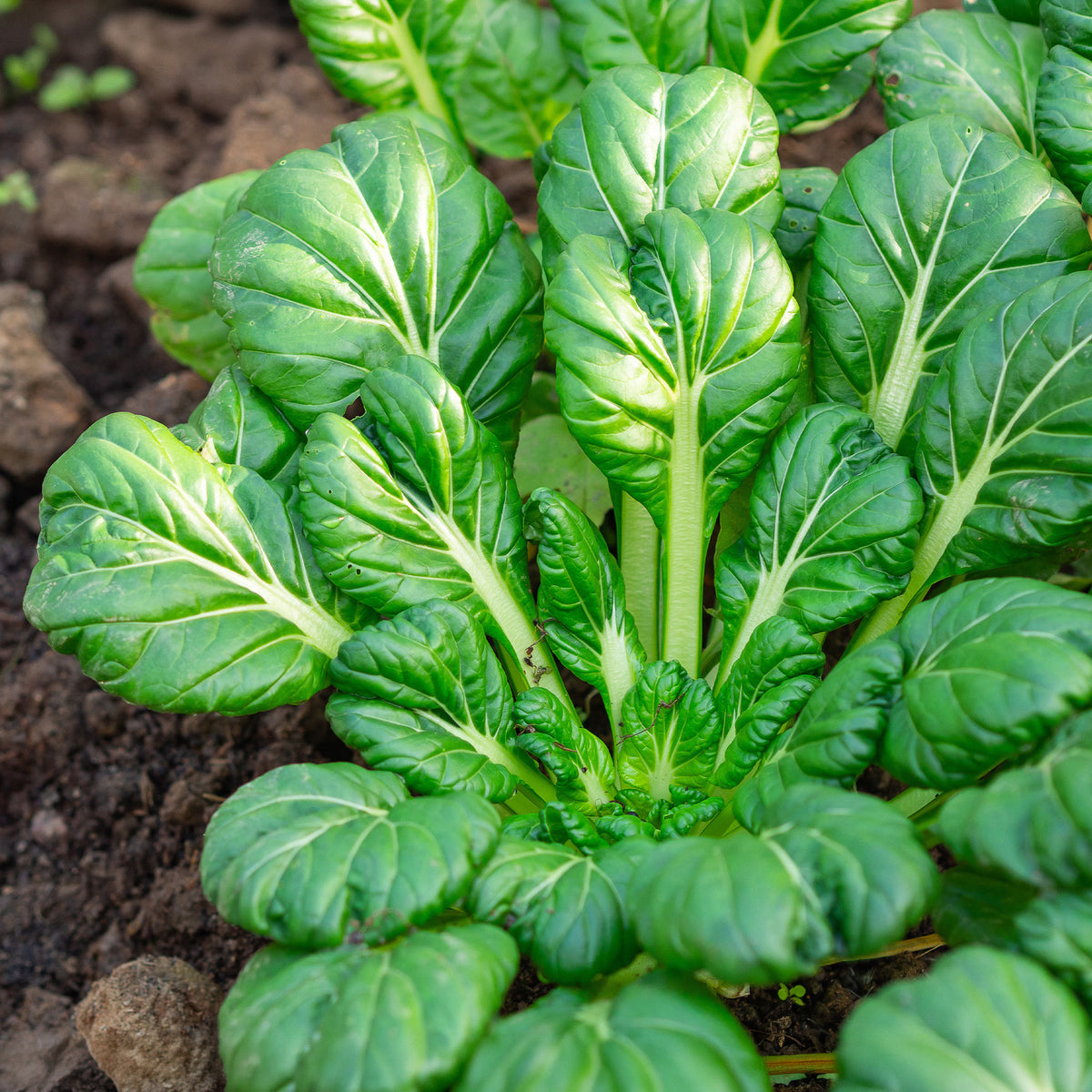 Choux chinois Tatsoi Bio - Brassica rapa rosularis - Bakker