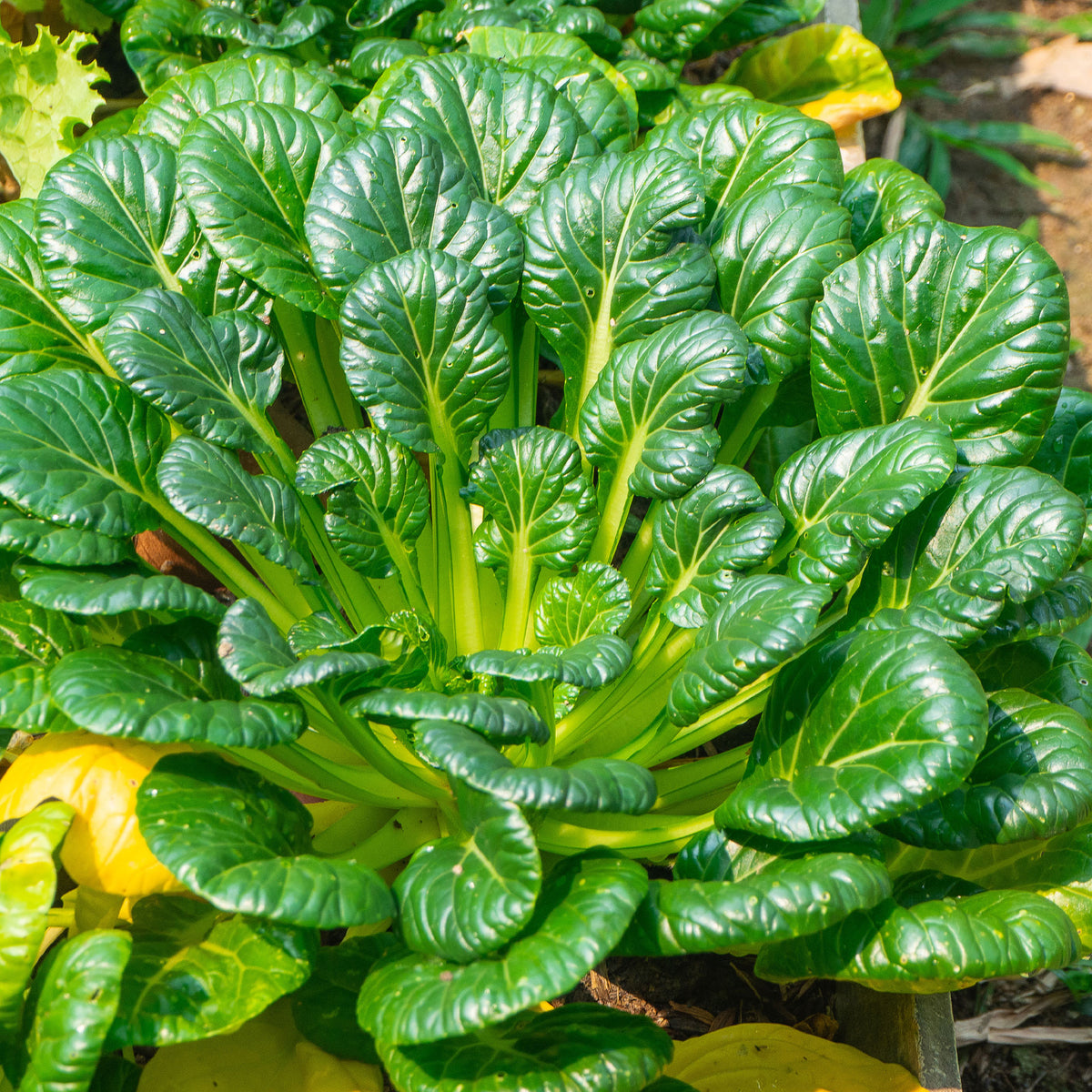 Choux chinois Tatsoi Bio - Bakker