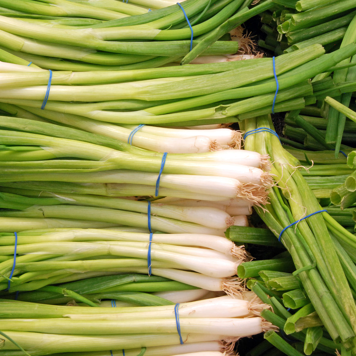Vente Ciboule Oignon tige Ishikura Long White - Allium fistulosum ishikura long white