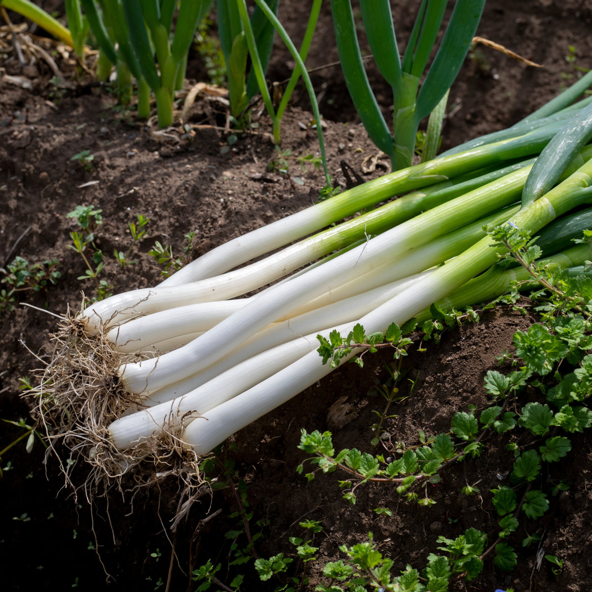 Herbes Aromatiques - Ciboule Oignon tige Ishikura Long White - Allium fistulosum ishikura long white