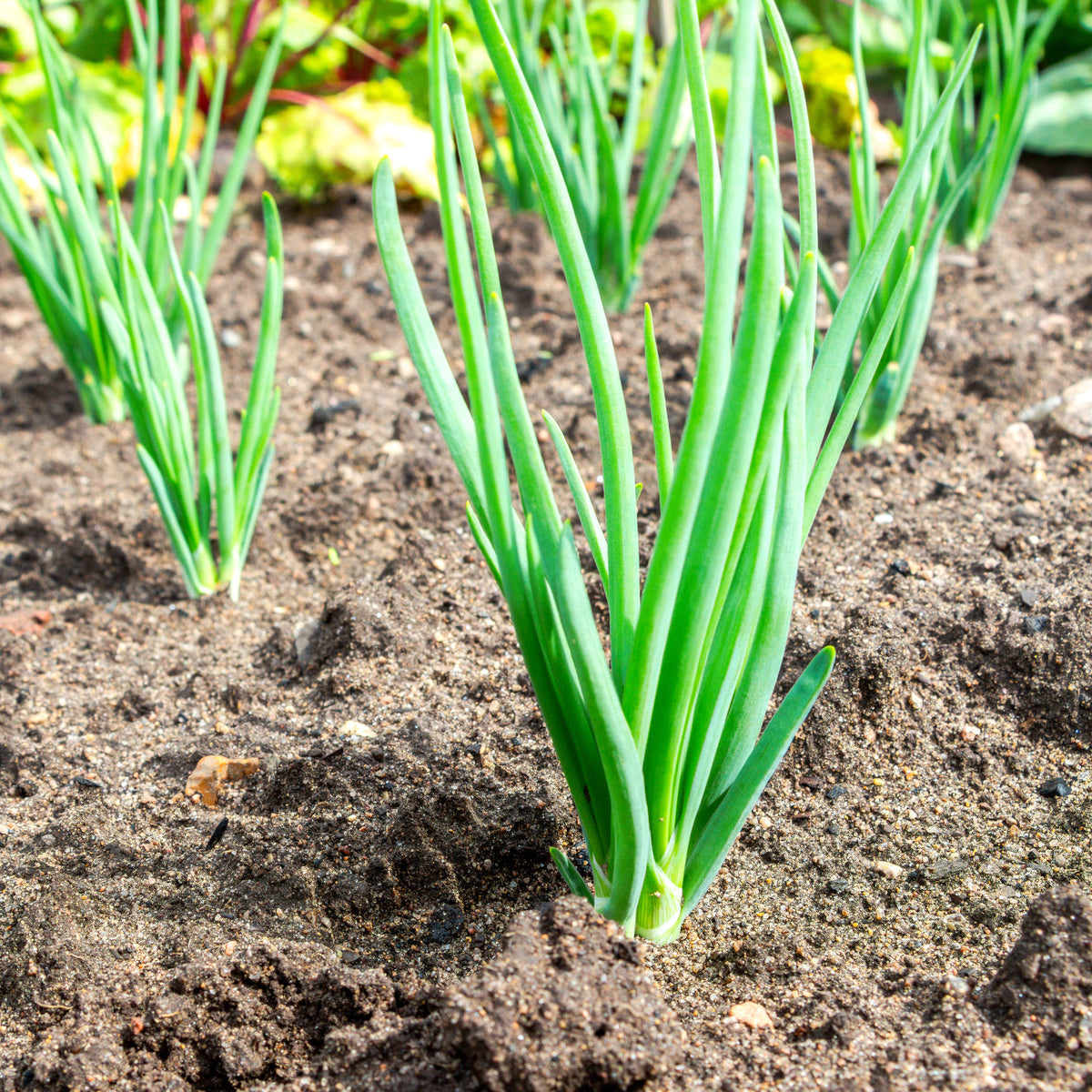 Allium fistulosum ishikura long white - Ciboule Oignon tige Ishikura Long White - Herbes Aromatiques
