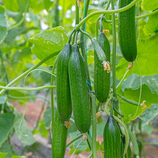 Concombre mini Broumana F1 - Bakker