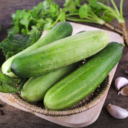 Concombre Sonja F1 Bio - Bakker