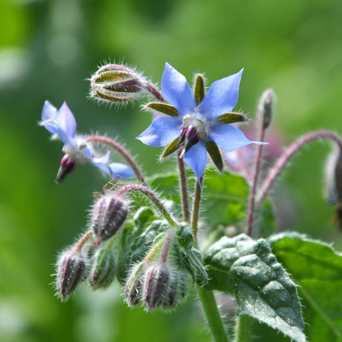 Bourrache Bleu Bio - Borago officinalis - Bakker