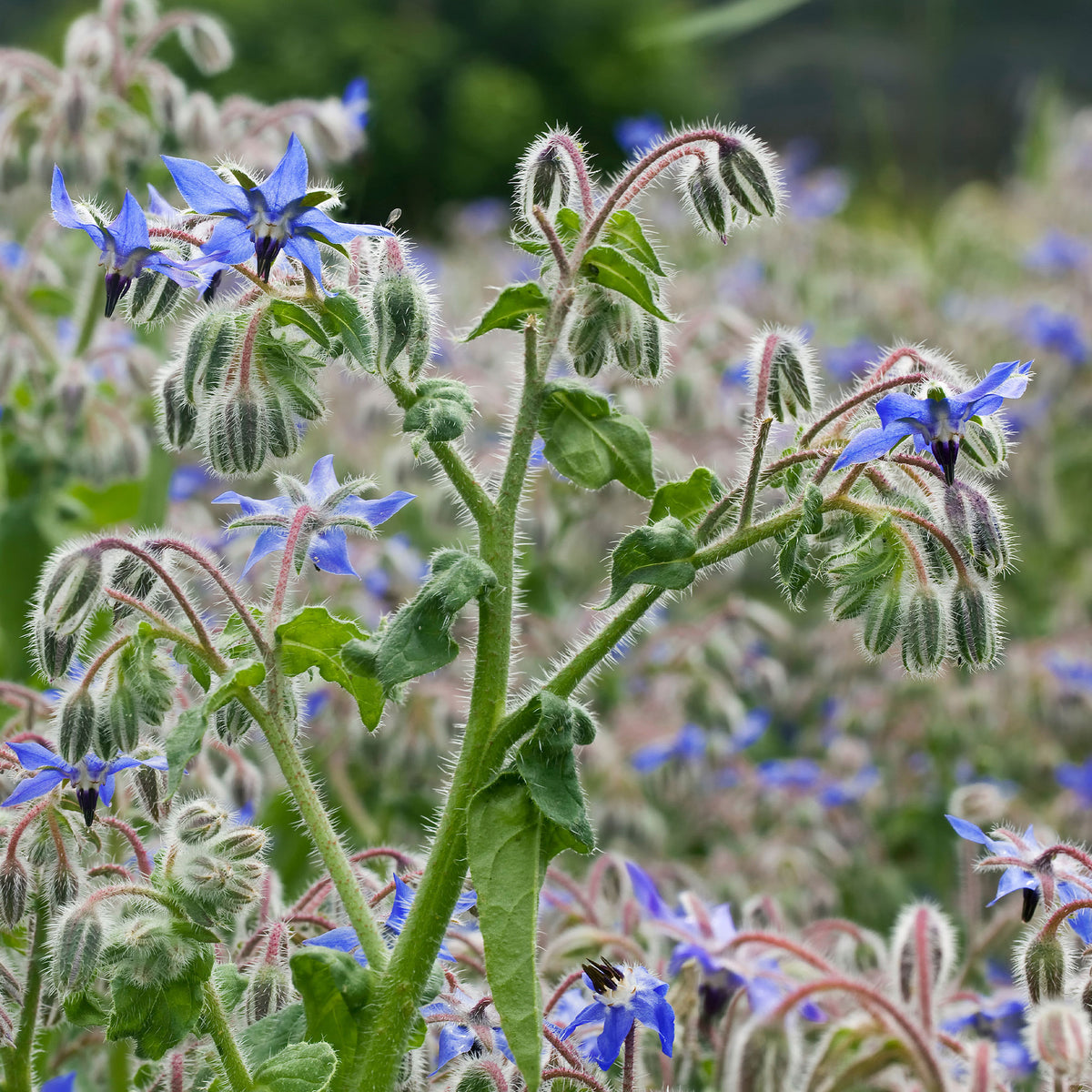 Bourrache Bleu Bio - Bakker