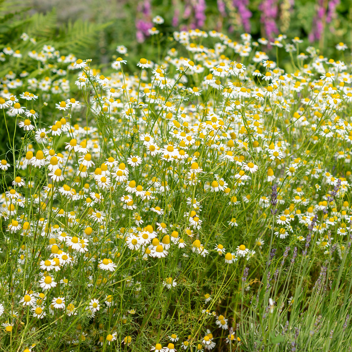 Camomille Allemande Bio - Matricaria recutita - Bakker