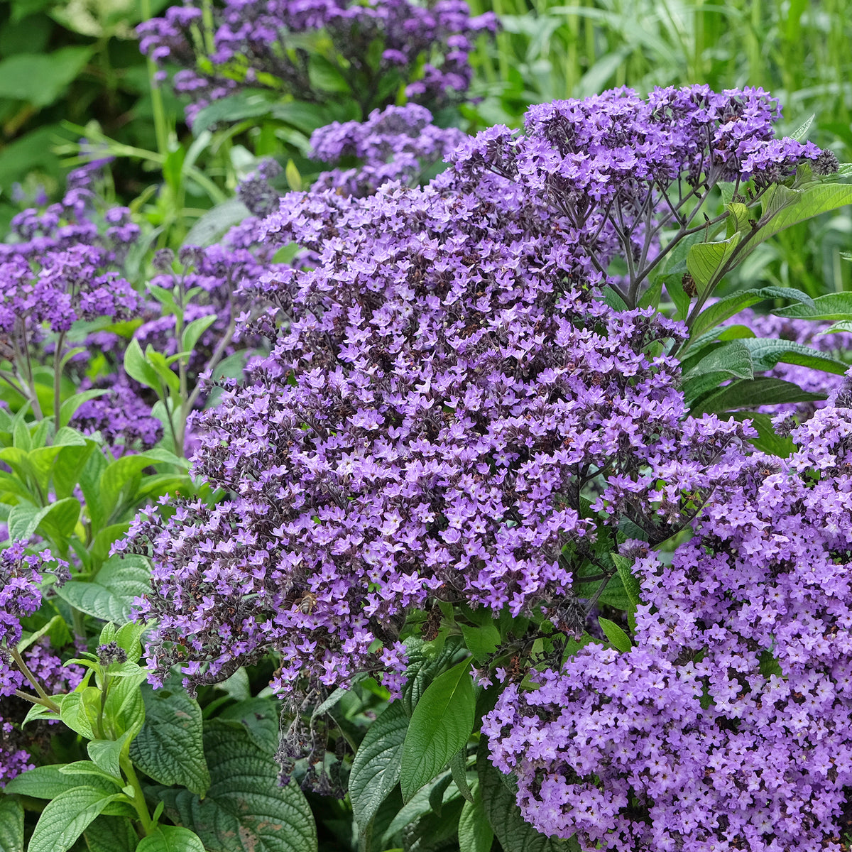 Graines de fleurs - Héliotrope du Pérou Marine - Heliotropium arborescens